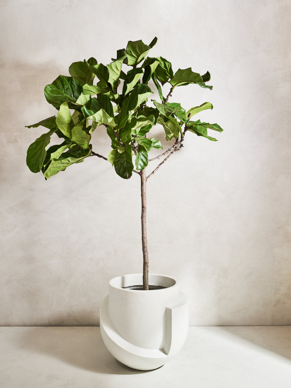 Extra large bonded carrara marble floor planter with fiddle leaf fig tree
