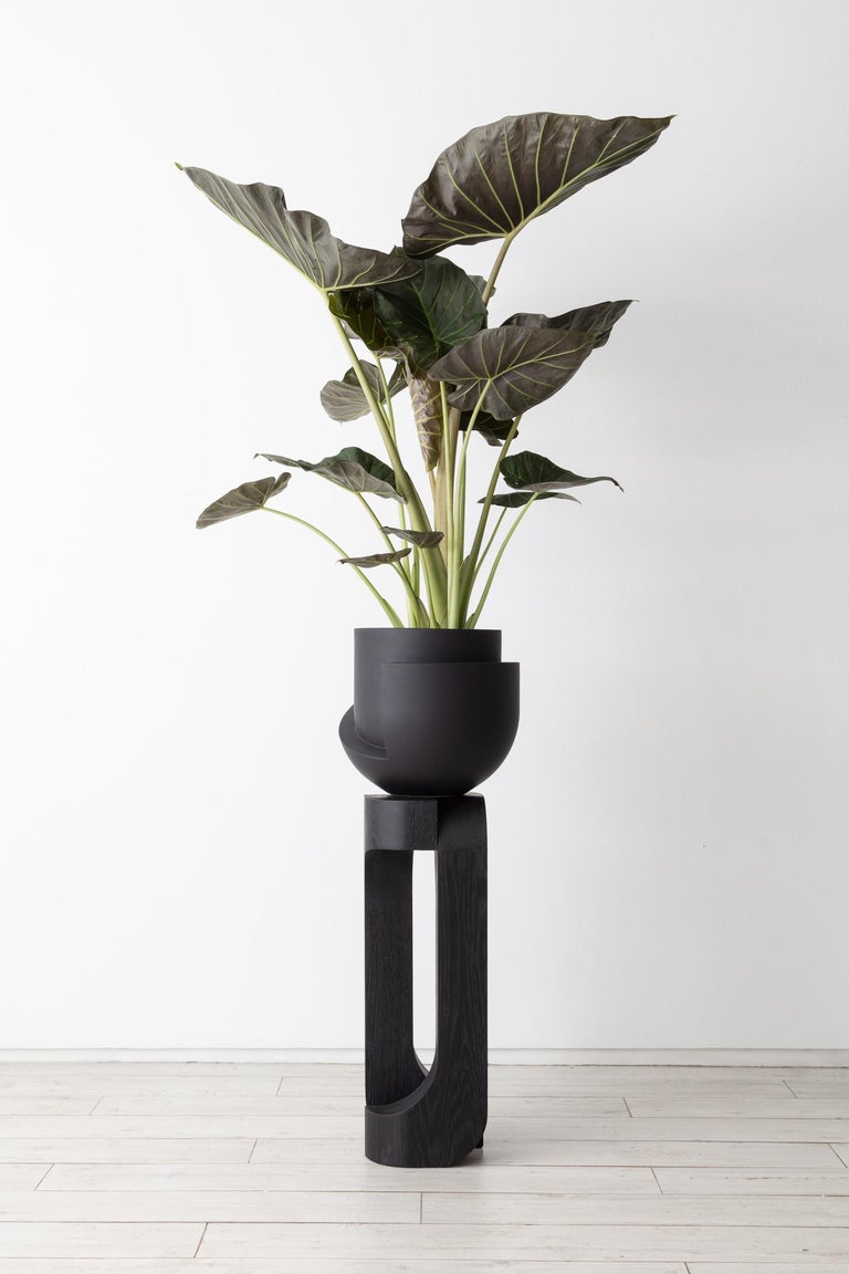 sculptural indoor plants Pedestal – Light + Ladder