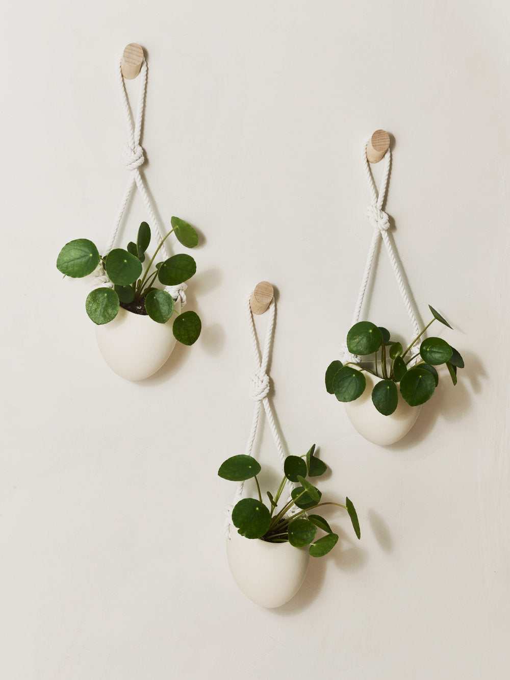 Set of 3 wall hanging planters with rope and money plants
