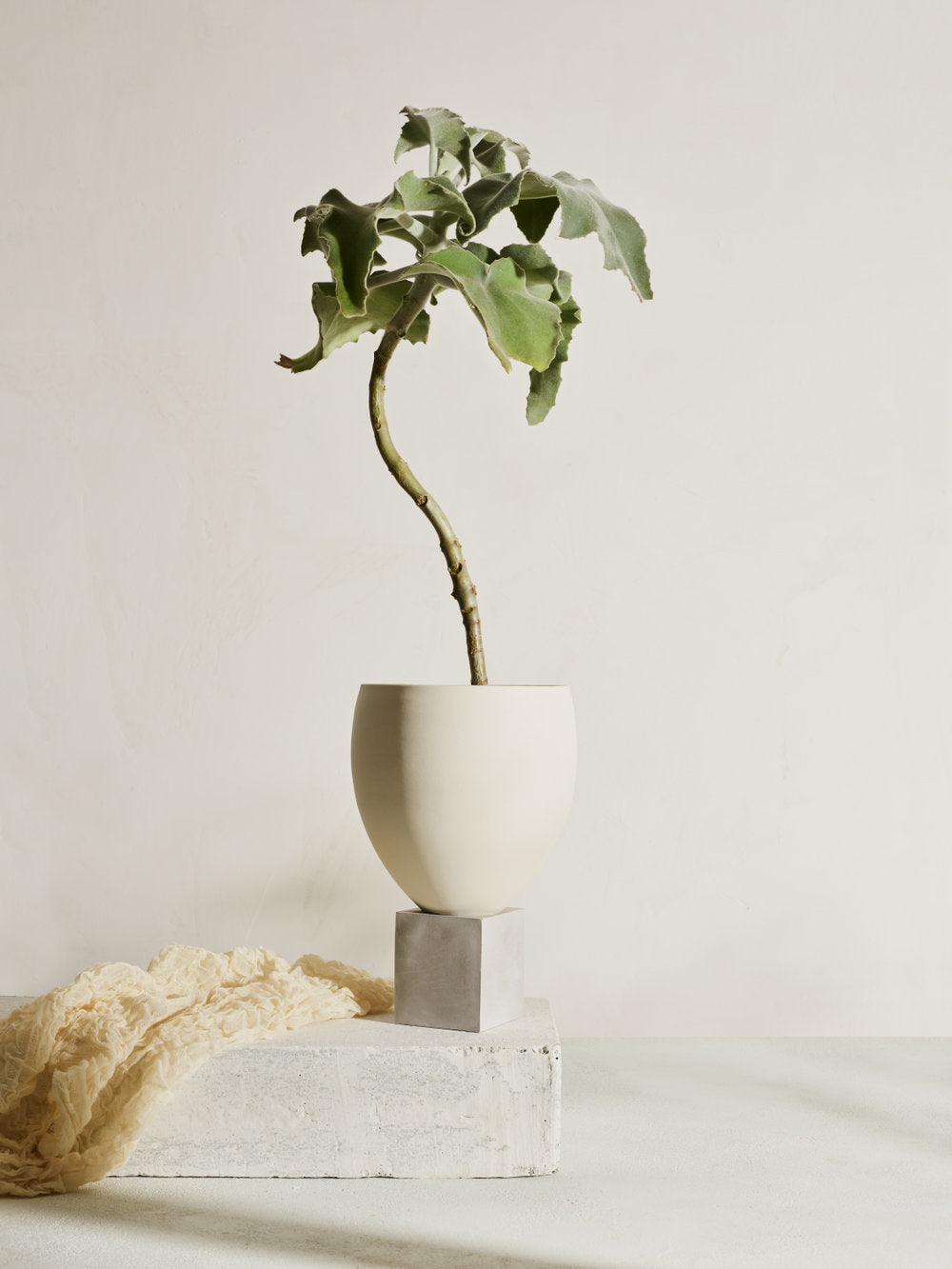 succulent plant ladder Eleva Porcelain Planter with Concrete Pedestal Drainage Base, Snow