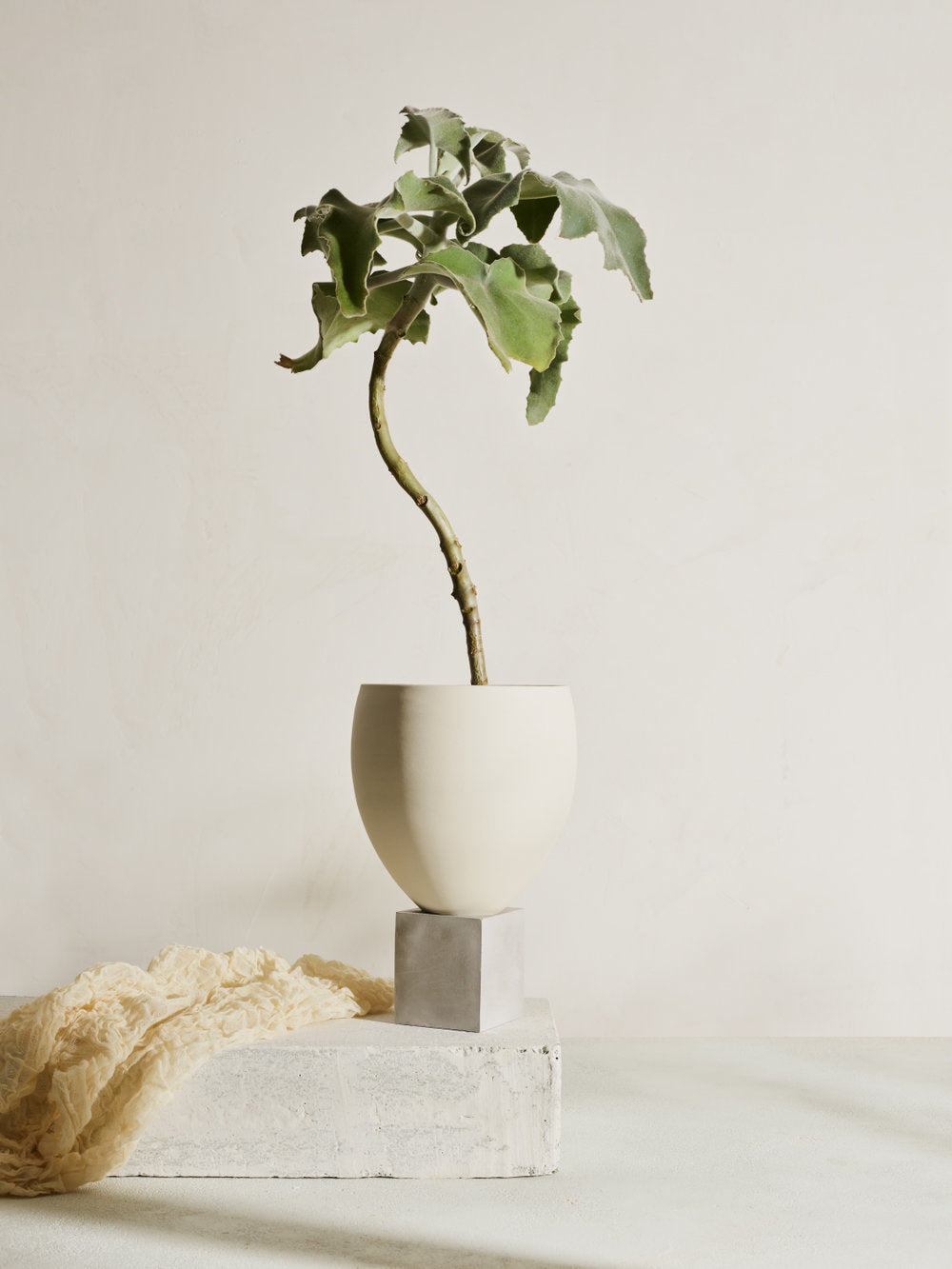 Eleva porcelain planter on concrete pedestal with tall succulent plant
