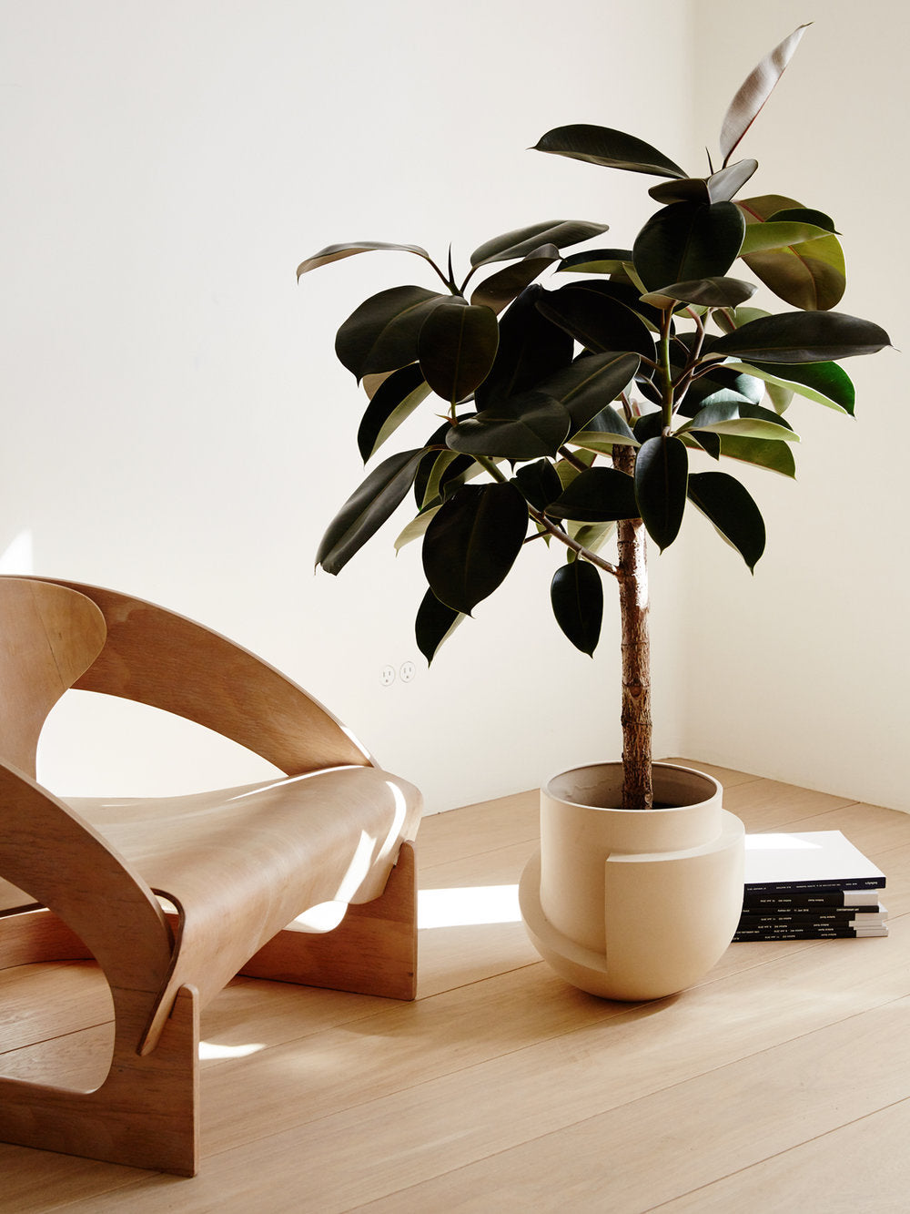 Sculptural vayu floor planter in warm sandy finish with rubber tree
