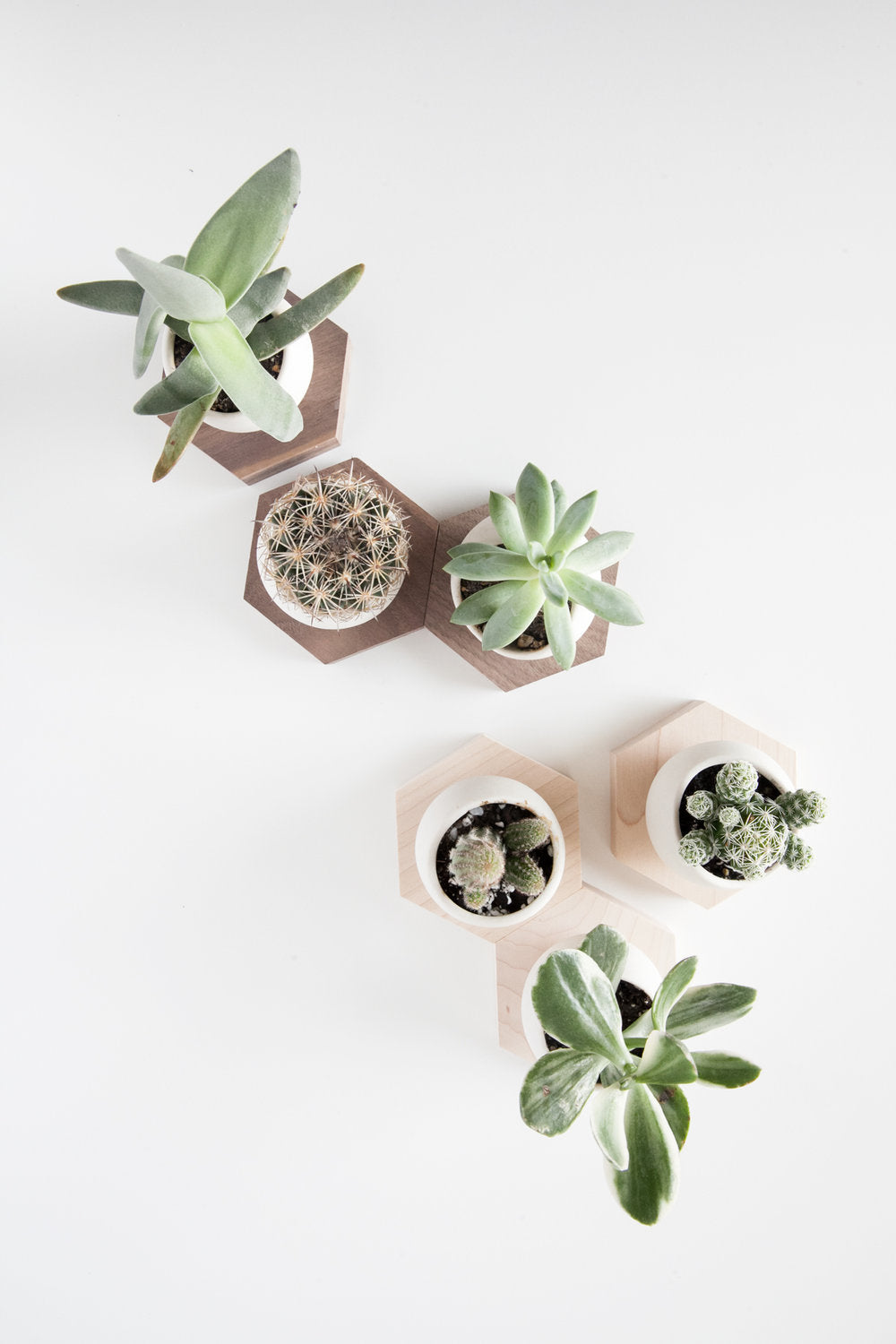 Modular arrangement of Hex Spora with succulents and cacti