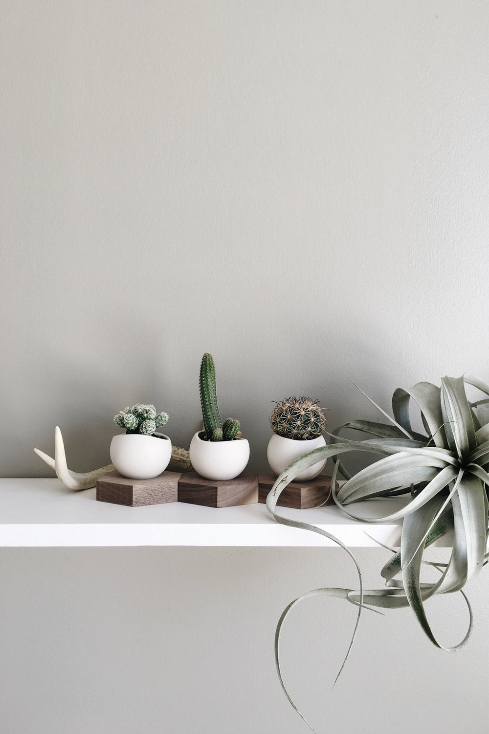 Desktop porcelain planters with cacti on hexagonal walnut base sit atop a shelf