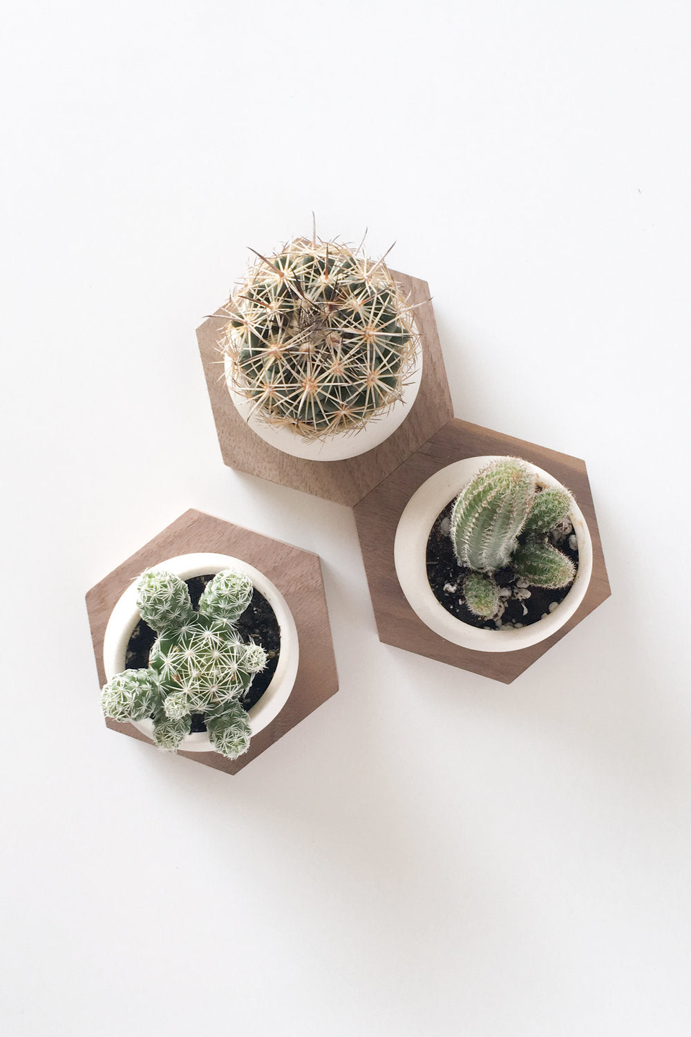 Set of 3 matte white planters on walnut base