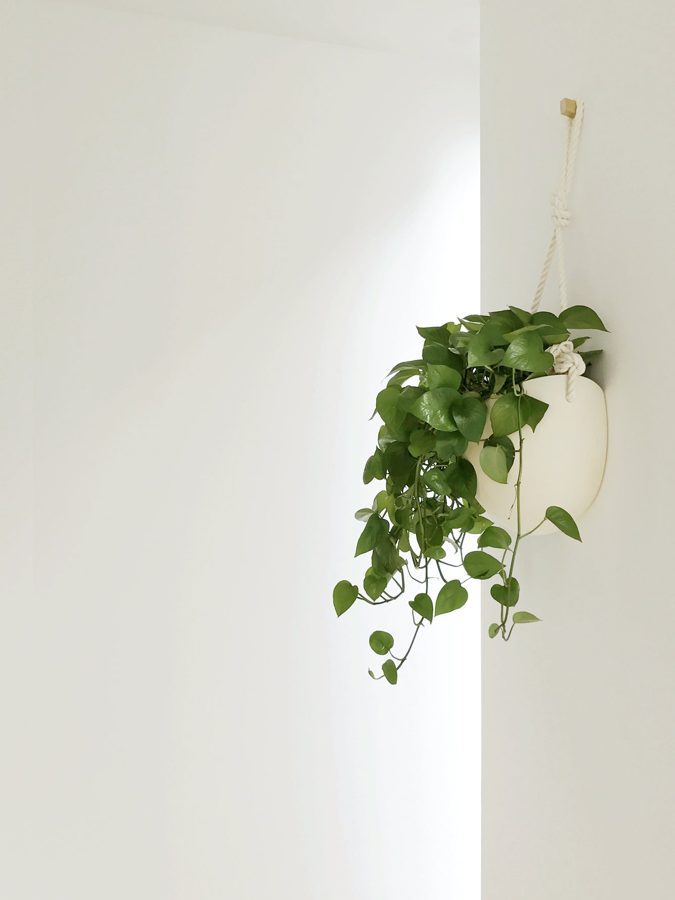 Side view of matte white porcelain planter with back flat against the wall